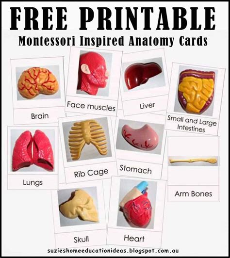 Free Printable Anatomy Flashcards Printable Templates