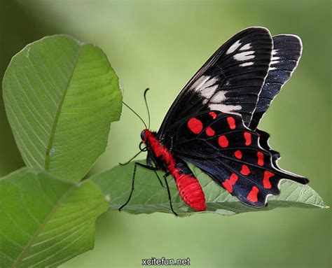 Crimson Rose Most Beautiful Butterfly