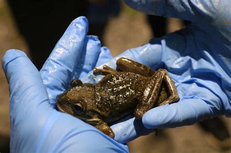 Frogs are fascinating amphibians and catching them can be tons of fun! Dominica: Frog Catching | UD Abroad Blog