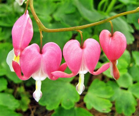 If you are looking for a beautiful, colorful flower for the shade garden, bleeding hearts (dicentra) is a great choice. Bleeding Hearts: Plant Care and Collection of Varieties ...