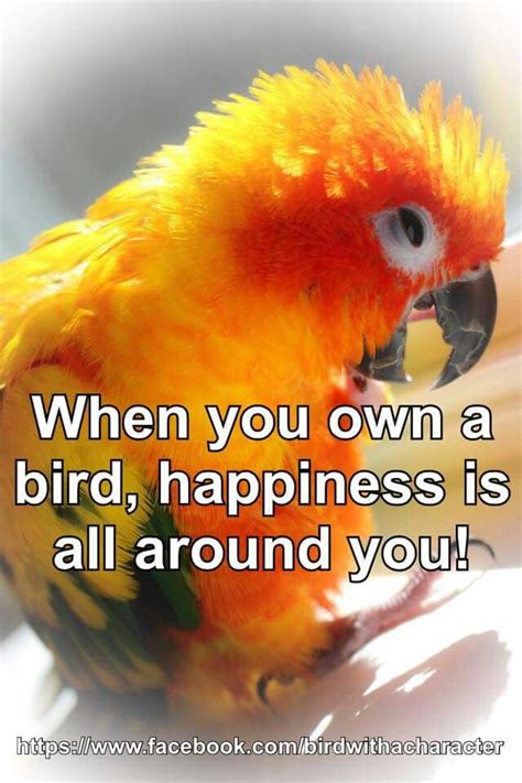 Parrot Funny Bird Quotes Shortquotescc