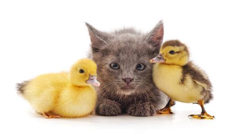 270 Kitten And Duckling Stock Photos Pictures And Royalty Free Images