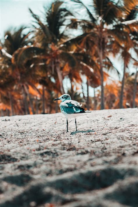 Seagull Bird Sand Blur Hd Phone Wallpaper Peakpx