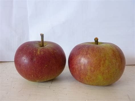 Taunton Cross Apple Tree £2250 Dessert Apples Mid Season Apple