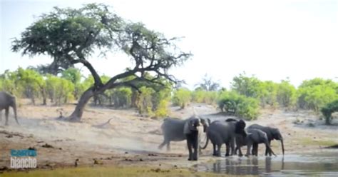 Mystery Solved Of Hundreds Of Elephants Dying Suddenly In Botswana Sapeople Worldwide South