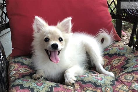 ¡compra y vende con la app! Theodore: Pomeranian puppy for sale near Monroe, Louisiana. | a59378f5-5051
