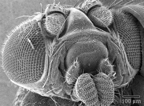 Fruit Fly Drosophila Melanogaster Electron Microscope Images
