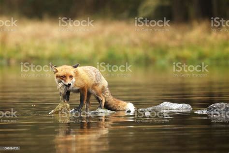 Red Fox Eat Fish Prey In River Vulpes Vulpes Stock Photo Download