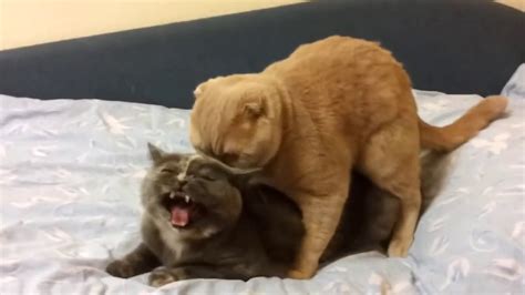 Cats Mating Hilarious Youtube