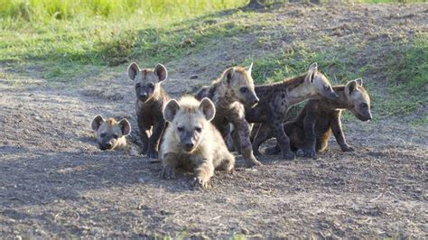 Squandering Inherited Rank May Have Life And Death Consequences For Hyenas