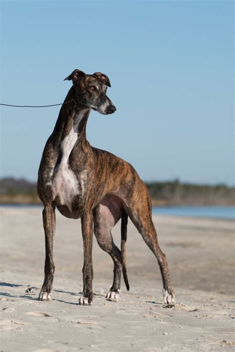 Greyhound Breed Information History Health Pictures