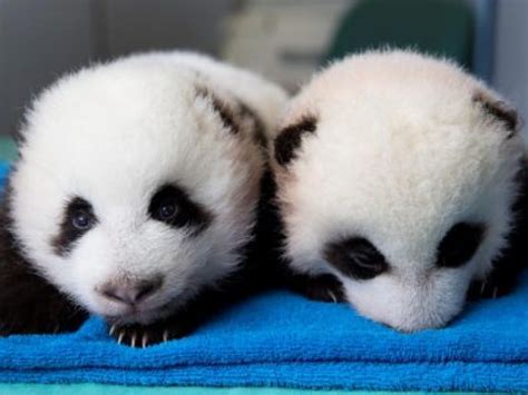 Name The Baby Panda Twins For Zoo Atlanta Athens Ga Patch