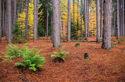 Pine Forest In Autumn Photograph By Rachel Cohen Fine Art America
