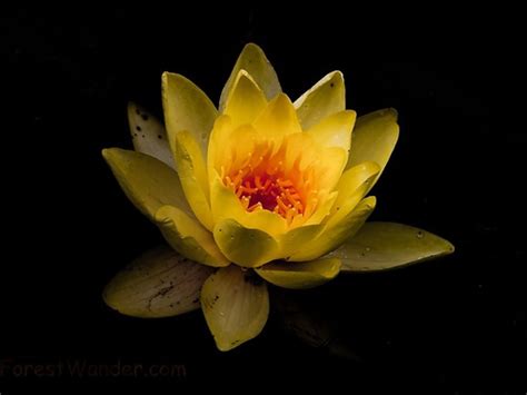 Find & download free graphic resources for water lily. 35 Beautiful Water Lily Pictures