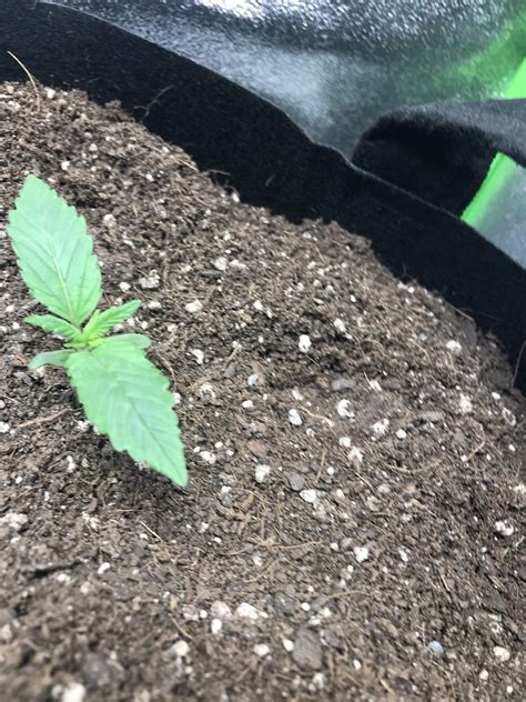 Quebec Cannabis Seeds Qcs Gorilla Glue Grow Journal Week2 By Toeshido