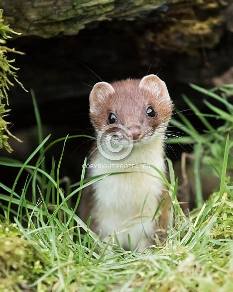 Stoat Short Tailed Weasel Wildlife Reference Photos