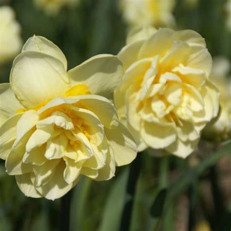 Narcissus Manly