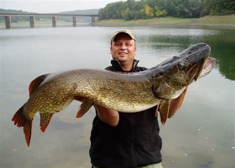 International Fishing News Germany Giant Pike Of 55 Inch And 52 Lb