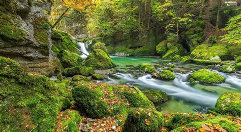 Mossy Autumn Moss Forest Stones River Beautiful Views Wallpapers