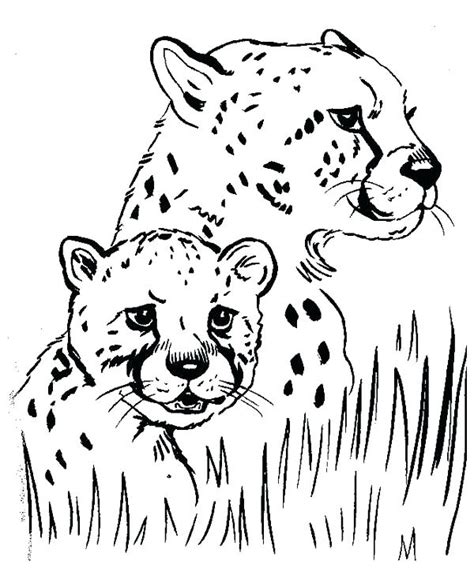 Baby Cheetah Coloring Pages At Getdrawings Free Download