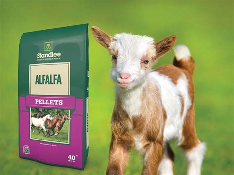 Standlee Premium Alfalfa Pellets Runnings Alfalfa Pellet Kids