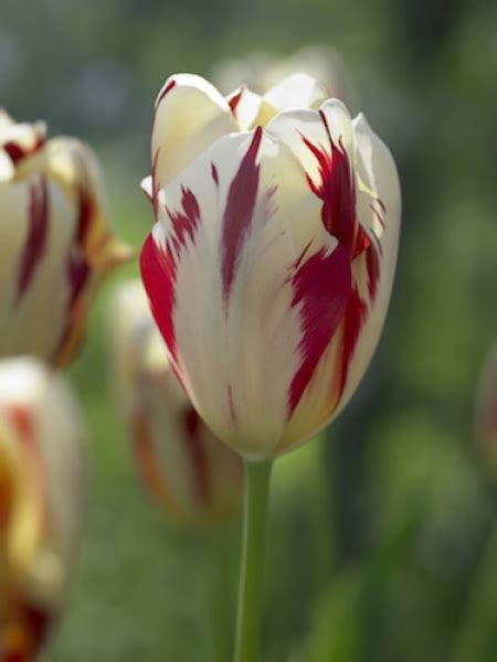 Buy Tulip Bulbs Tulipa Grand Perfection Gold Medal Winning Harts