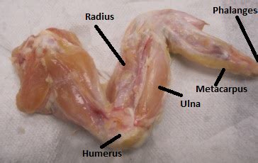 The only chicken i've ever cooked has been boneless and skinless, and they're pretty easy to make on the stovetop. Chicken wing dissection - The body Systems :)