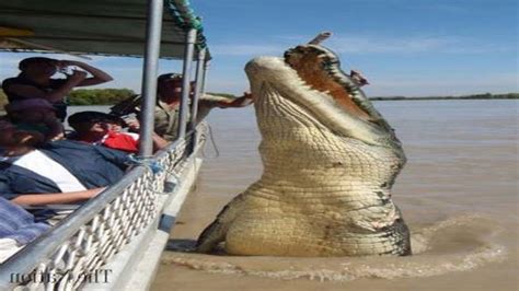 Top 5 Worlds Biggest Crocodiles In The World Youtube
