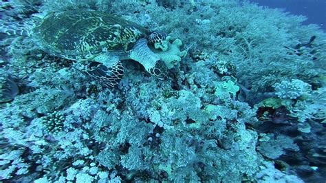 Elphinstone Reef Dive Site Youtube