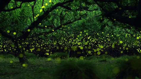 Fireflies Bing Wallpaper Download
