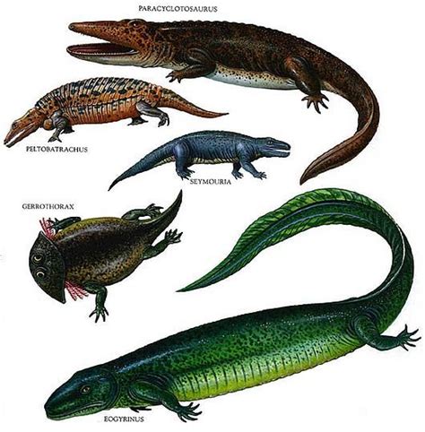 Ancient And Extinct Reptile Types The Dinosaurs Ancient Animals
