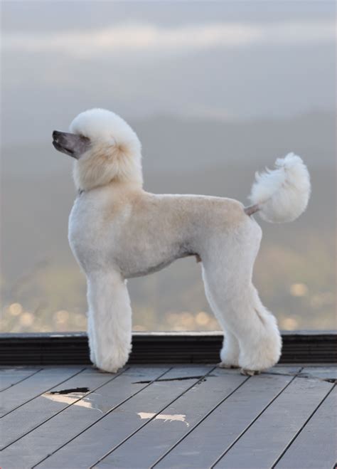 Standard Poodle Haircuts 151238 Lumas Waglands Poodle Pinterest In 2020 Standard Poodle