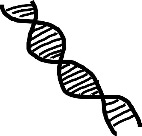 Dna Clipart Animations