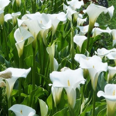 Zantedeschia Aethiopica Crowborough Hardy White Calla Arum Lily
