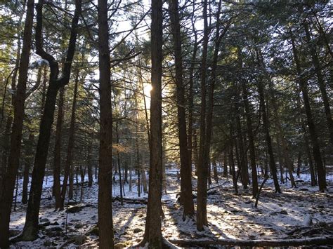 Pine Trees Sunlight Shining Free Image Download