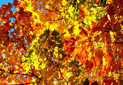 76 Fall Foliage Desktop Wallpaper On Wallpapersafari