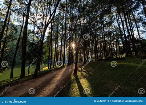 Fair Light From The Sun And Shadow Of The Pine Trees In Afternoon At