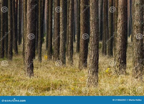 Pine Trees Stock Photo Image Of Fall Carpet Autumn 21866202