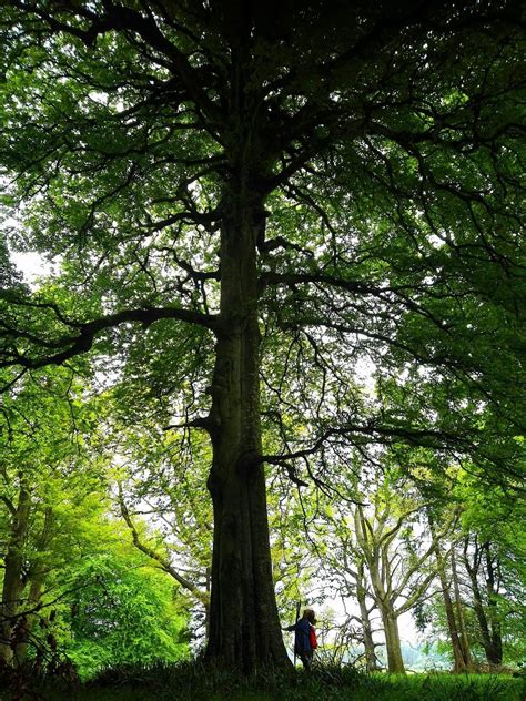 Giant Beech Tree Kilkooley Abbey Ireland Outdoorsactivitieandcamping