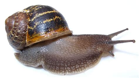 Bugblog A Handsome Snail