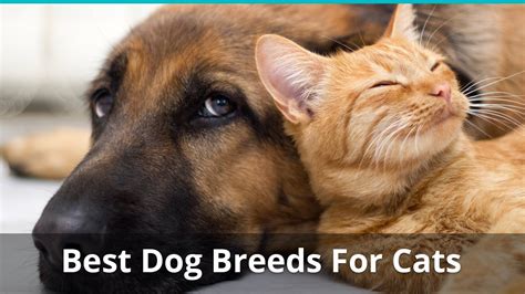 What Are The Best Dog Breeds For Cats To Get Along With