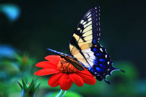 44 Spring Butterfly Wallpapers Desktop Wallpapersafari