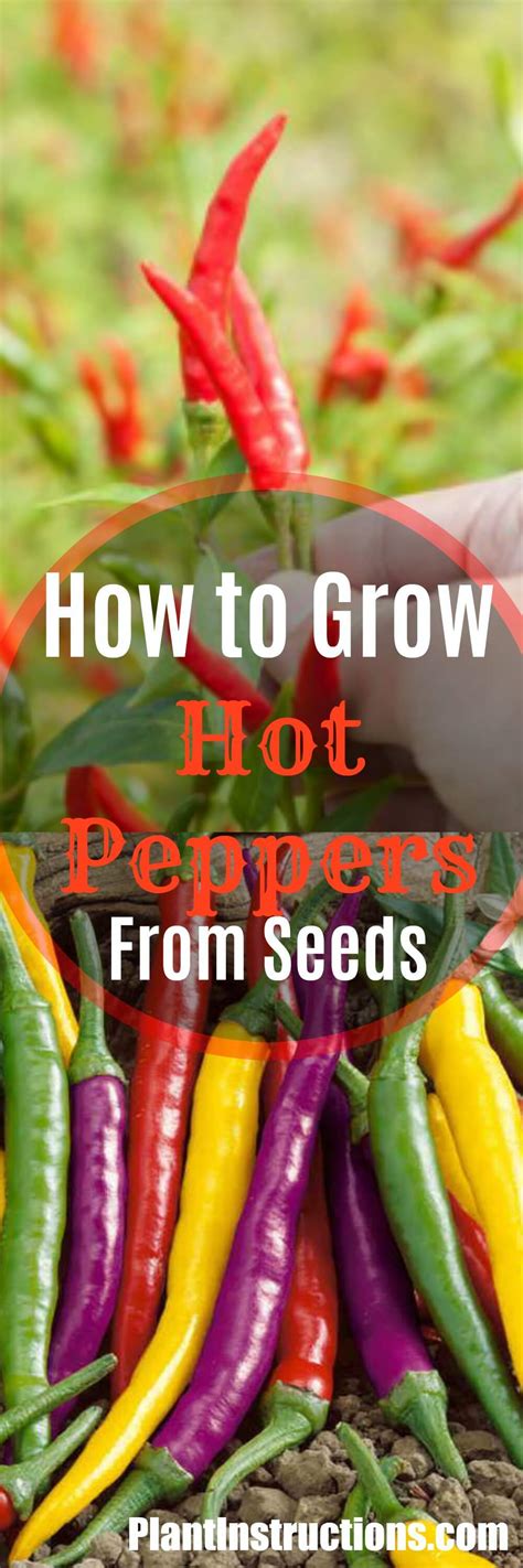 How To Grow Hot Peppers From Seeds Plant Instructions