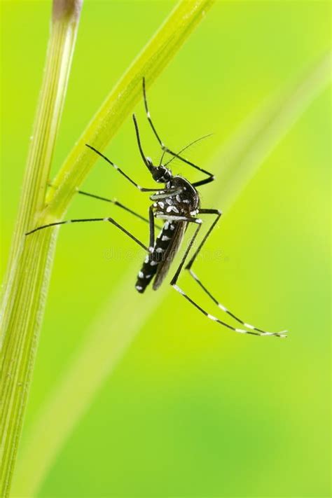 Aziatisch Tiger Mosquito Aedes Albopictus Stock Foto Image Of Voer