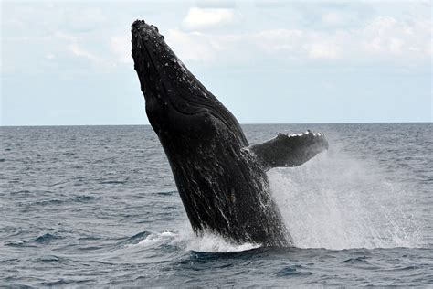 Free Images Sea Play Jump Marine Life Humpback Whale Vertebrate Joy Large Wal Marine