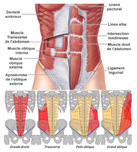 Les Abdominaux Anatomie Des Muscles Muscle Abdominal Anatomie Du Corps Chegos Pl