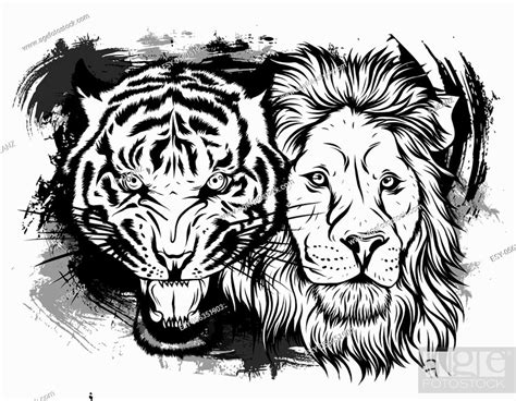 Lion And Tiger Growling Opposite Each Other Open An Embittered Mouth
