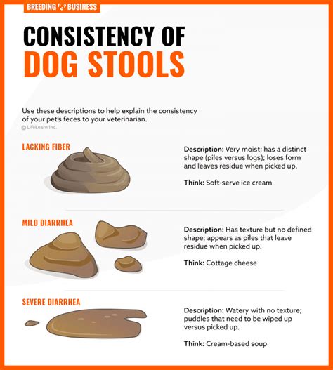 Dog Stool Sample Tests Collection Texture And Fecal Faq