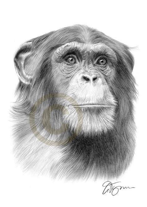 Monkey Drawing Pencil Portrait Pencil Drawings Of Animals