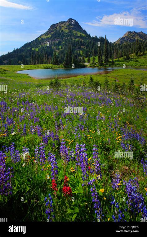 Wildflowers In Mount Rainier National Park In Washington State Usa